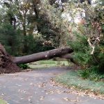 Emergency Tree Removal