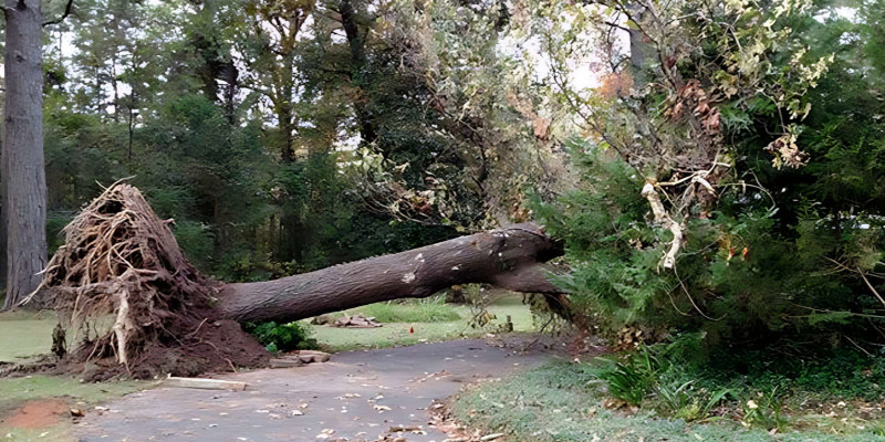 Emergency Tree Removal in Shreveport, Louisiana
