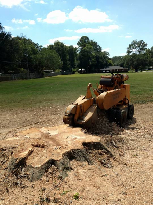 Stump Grinding in Shreveport, Louisiana