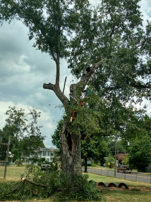 Tree Maintenance in Shreveport, Louisiana