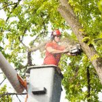 Tree Trimming