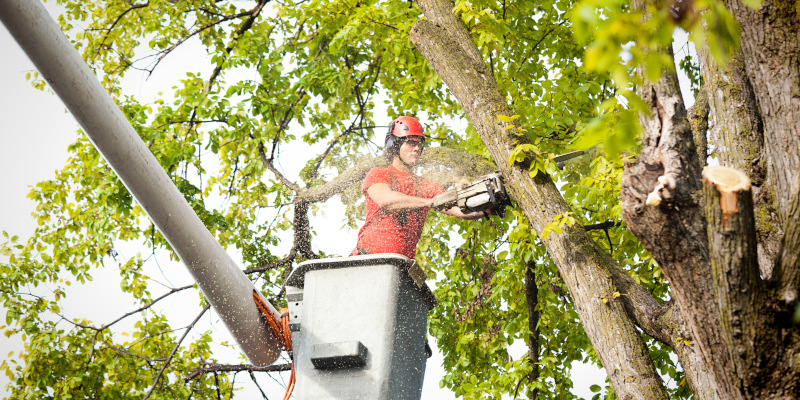 Tree Trimming in Shreveport, Louisiana