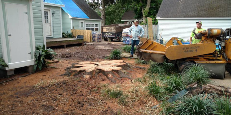 Stump Removal in Shreveport, Louisiana
