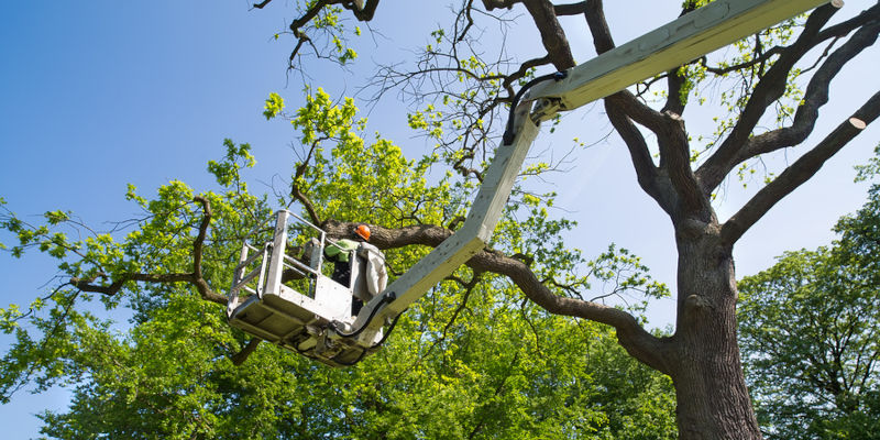 Tree Pruning in Shreveport, Louisiana