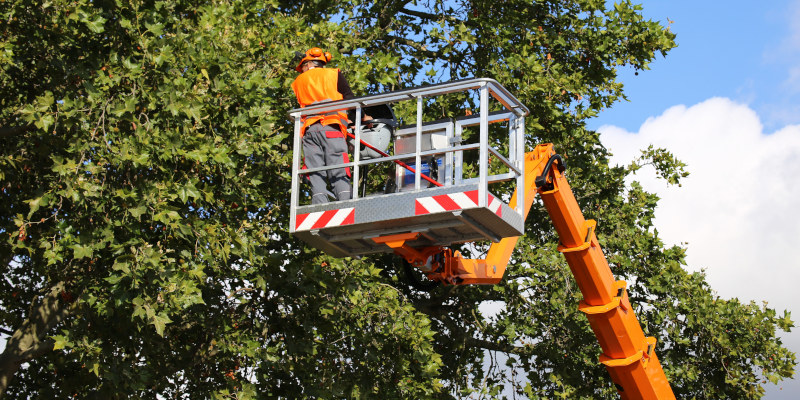 How to Prepare for Commercial Tree Services