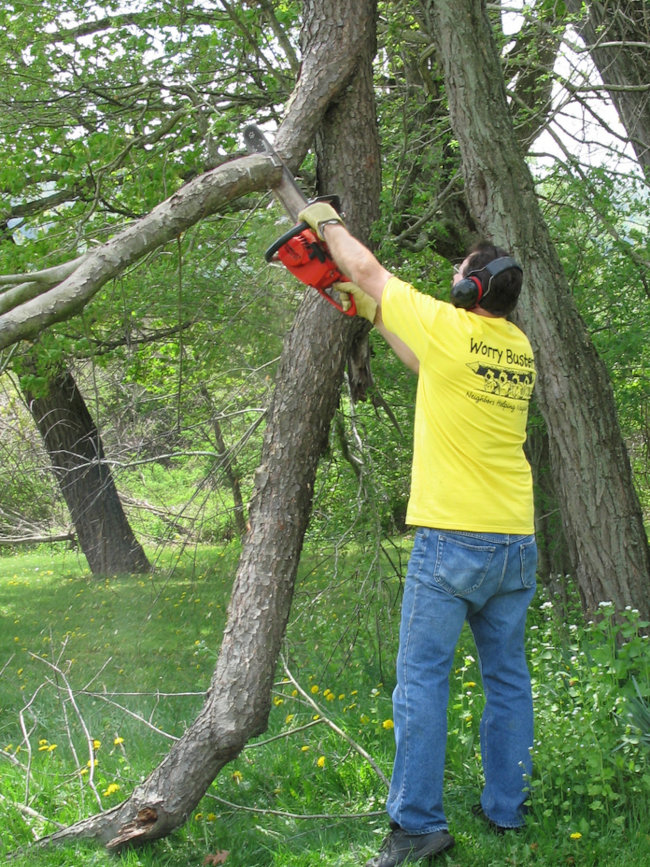 Tree Branch Removal in Shreveport, Louisiana